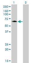 Anti-GGA1 Mouse Monoclonal Antibody [clone: 1G8]