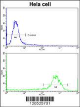 Anti-CFL1 Rabbit Polyclonal Antibody (PE (Phycoerythrin))