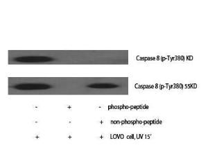 Anti-Caspase-8 p10 Rabbit Polyclonal Antibody