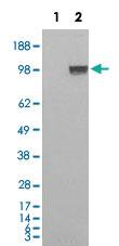 Anti-ENPP1 Goat Polyclonal Antibody