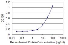 Anti-THAP11 Mouse Monoclonal Antibody [clone: 3C11]