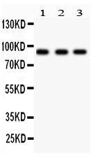 Anti-Periostin Rabbit Polyclonal Antibody