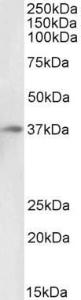 Antibody anti-DARC 100 µg