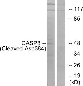 Anti-Caspase-8 p10 Rabbit Polyclonal Antibody