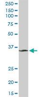 Anti-MDH1 Rabbit Polyclonal Antibody