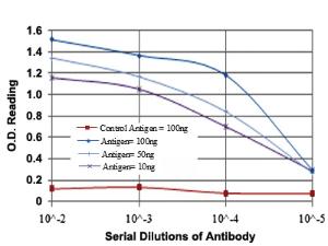 Anti-REL Mouse Monoclonal Antibody [clone: 1E7]