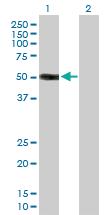 Anti-HS3ST3A1 Mouse Polyclonal Antibody