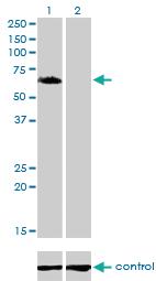 Anti-GGA1 Mouse Monoclonal Antibody [clone: 1G8]