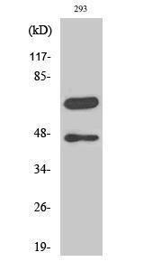 Anti-Caspase-8 p10 Rabbit Polyclonal Antibody