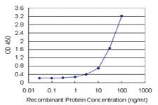 Anti-GSDMD Antibody Pair