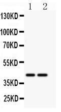 Anti-CD244 Rabbit Polyclonal Antibody