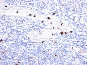 Immunohistochemical analysis of formalin-fixed, paraffin-embedded human tonsil using Anti-Macrophage + Granulocyte Antibody [BM-2]