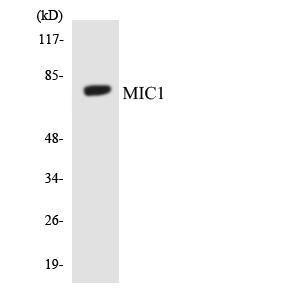 Western blot analysis of the lysates from HeLa cells using Anti-MIC1 Antibody