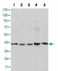 Anti-REL Mouse Monoclonal Antibody [clone: 1E7]