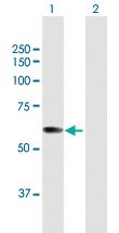 Anti-CPSF7 Mouse Polyclonal Antibody