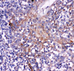 Anti-CD244 Rabbit Polyclonal Antibody