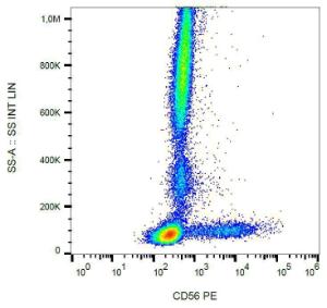 Anti-CD56 antibody