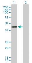 Anti-PTDSS1 Mouse Polyclonal Antibody