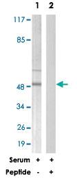 Anti-CCNB1 Rabbit Polyclonal Antibody