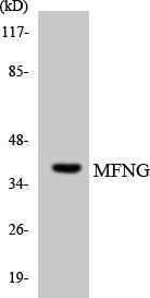 Western blot analysis of the lysates from HepG2 cells using Anti-MFNG Antibody