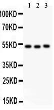 Anti-Factor VII Rabbit Polyclonal Antibody