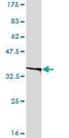 Anti-EIF2B2 Mouse Monoclonal Antibody [clone: 5B12-E10]