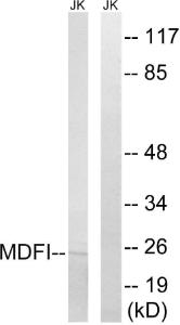 Western blot analysis of lysates from Jurkat cells using Anti-MDFI Antibody. The right hand lane represents a negative control, where the antibody is blocked by the immunising peptide