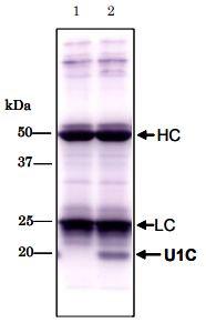 Anti-U1-C antibody