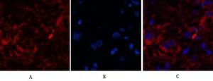 Anti-Caspase-8 p10 Rabbit Polyclonal Antibody