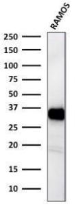 Western blot analysis of Ramos cell lysate using Anti-HLA DR Antibody [TAL 1B5]