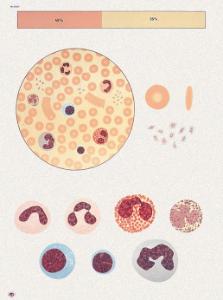 Poster - Blood And Blood Cells