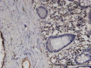 Anti-PRRG1 Mouse Monoclonal Antibody [clone: 1C7]