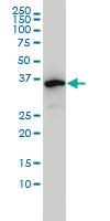 Anti-EIF2B2 Mouse Monoclonal Antibody [clone: 5B12-E10]