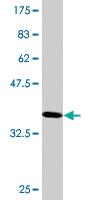 Anti-GAB1 Mouse Monoclonal Antibody [clone: 1B3]