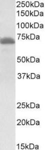 Anti-ITK antibody