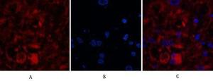 Anti-Caspase-8 p10 Rabbit Polyclonal Antibody