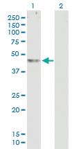 Anti-ABHD12 Mouse Polyclonal Antibody