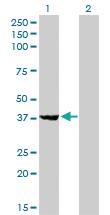 Anti-EIF2B2 Mouse Monoclonal Antibody [clone: 5B12-E10]