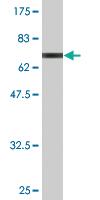 Anti-SEPT1 Mouse Monoclonal Antibody [clone: 1F12]