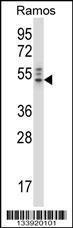 Anti-NCK2 Rabbit Polyclonal Antibody (Biotin)