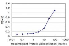 Anti-DCPS Mouse Monoclonal Antibody [clone: 3E5]