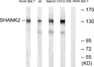 Anti-SHANK2 antibody