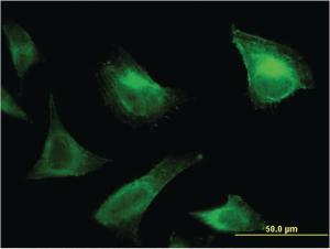 Anti-PRRG1 Mouse Monoclonal Antibody [clone: 1C7]