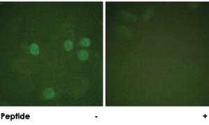 Anti-CCNB1 Rabbit Polyclonal Antibody