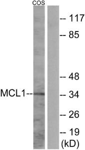 Anti-MCL1 Rabbit Polyclonal Antibody