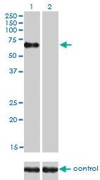 Anti-NR1D1 Mouse Monoclonal Antibody [clone: 4F6]