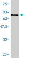 Anti-TBXAS1 Mouse Polyclonal Antibody