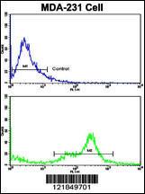 Anti-C6 Rabbit Polyclonal Antibody (AP (Alkaline Phosphatase))