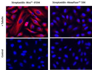 Streptavidin-xtra/tr 46004 100 µg