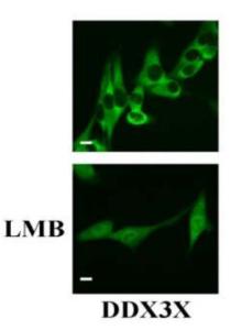 Anti-DDX3X Antibody